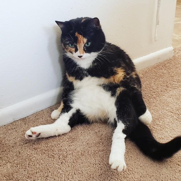 Meet your Posher, Michelle - Picture 4 of 4